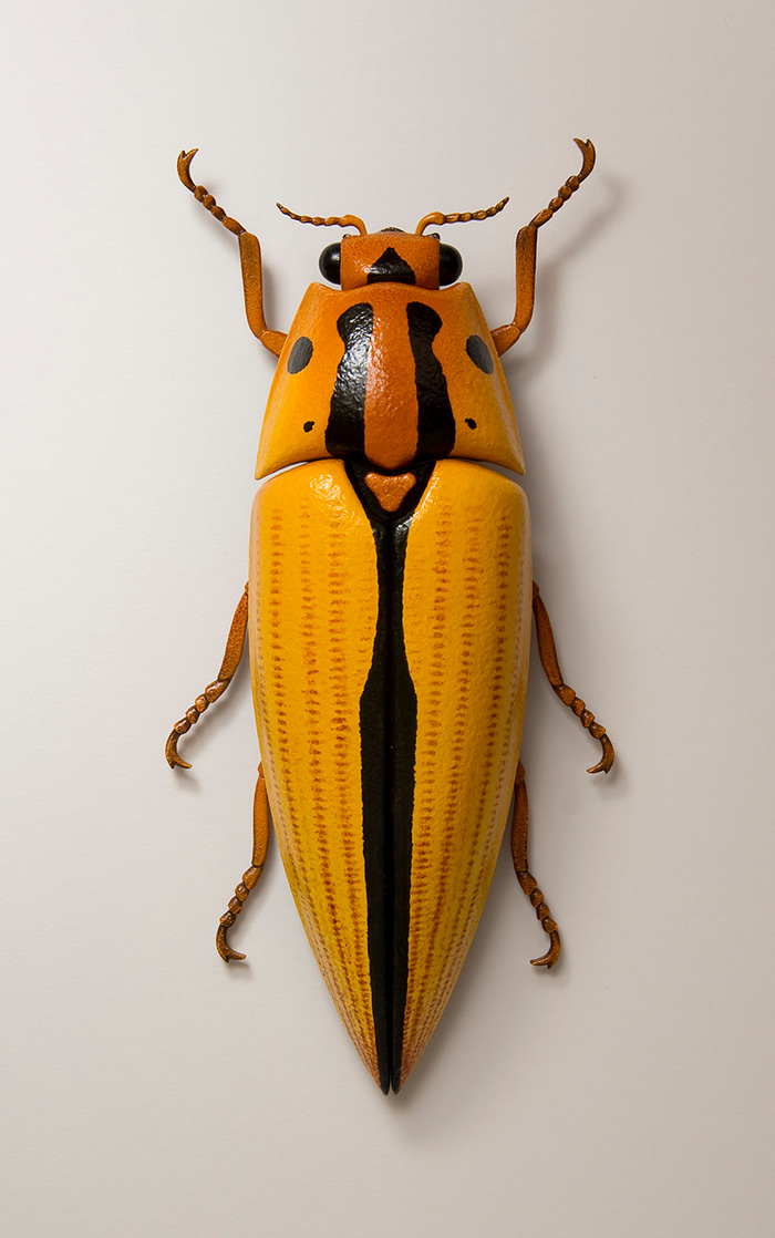 Click Beetle by John Morris | Lethbridge Gallery